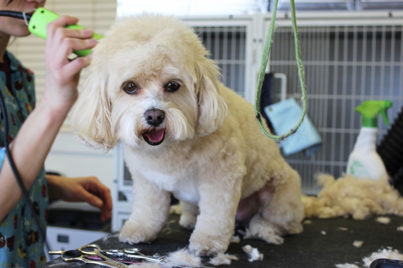 veterinaire-LA ROQUE ESCLAPON-min_white_dog_grooming_pet_pet_grooming_salon_groomer_fur-678977